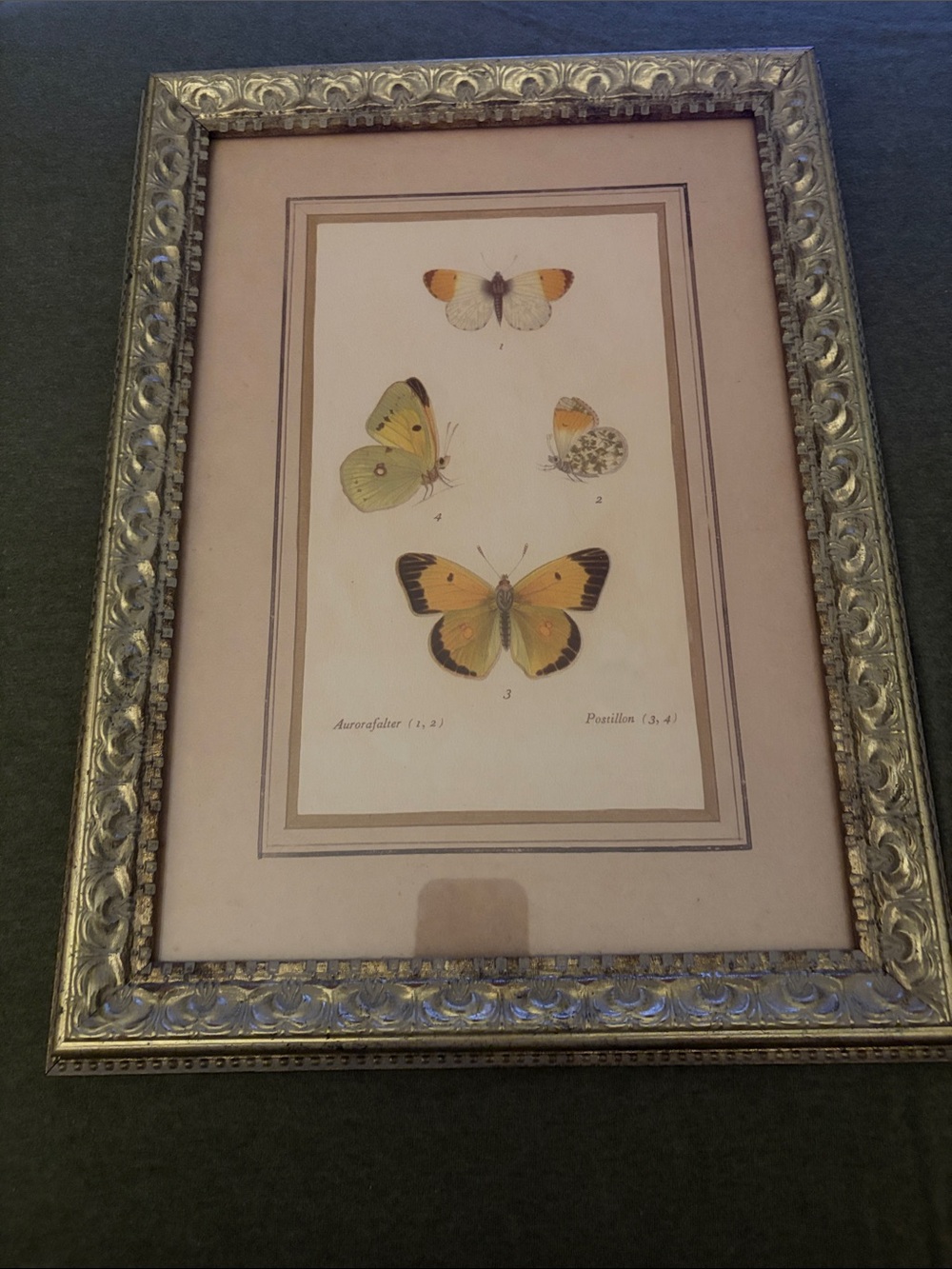 Butterfly Framed Print
